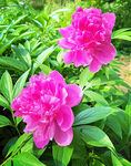 芍药花开