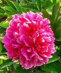 芍药花开
