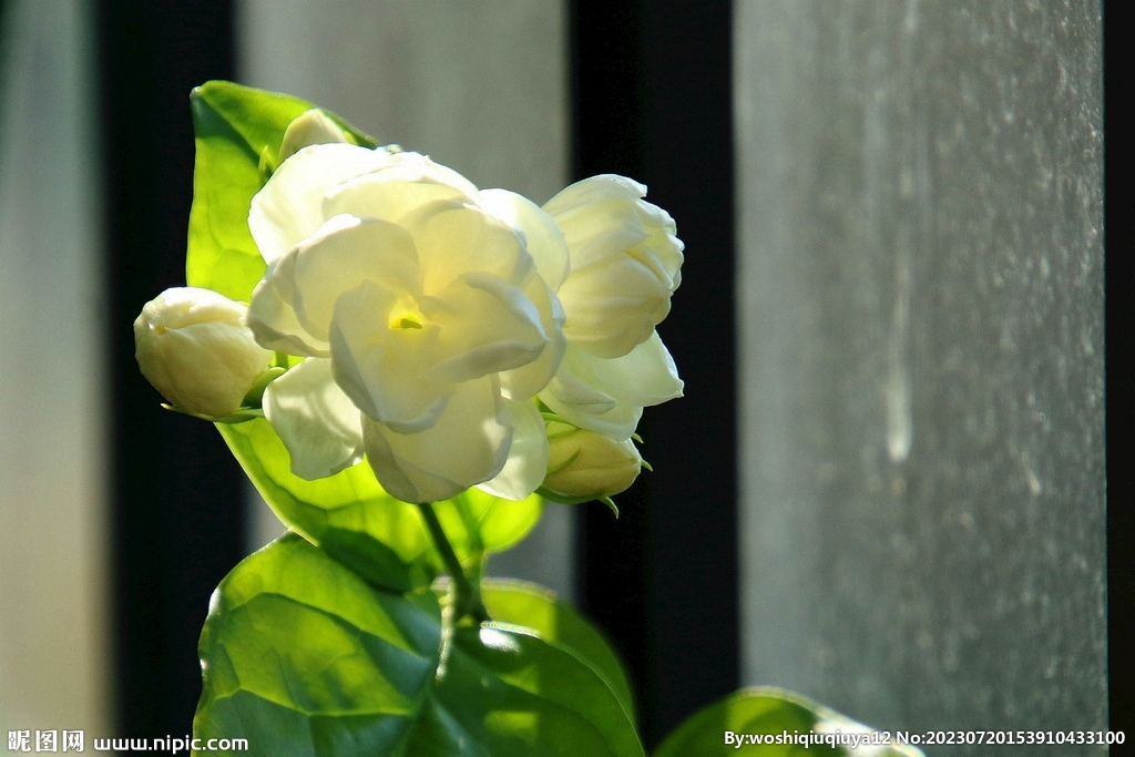 茉莉花
