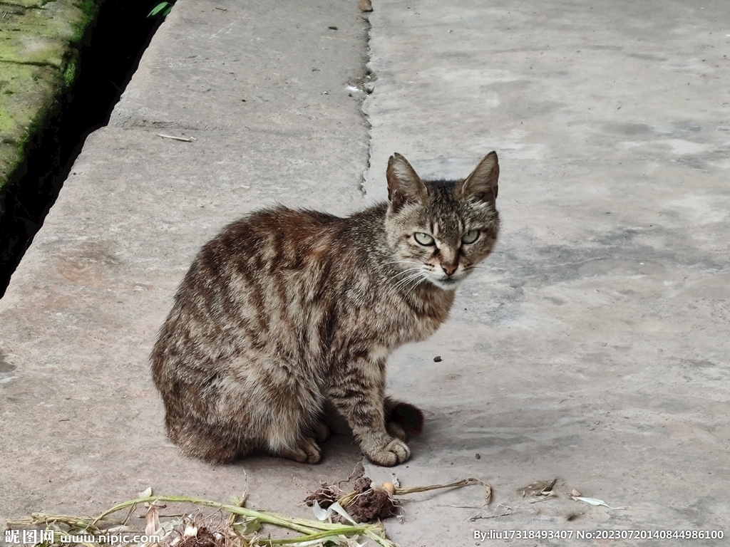 猫