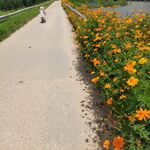 花路