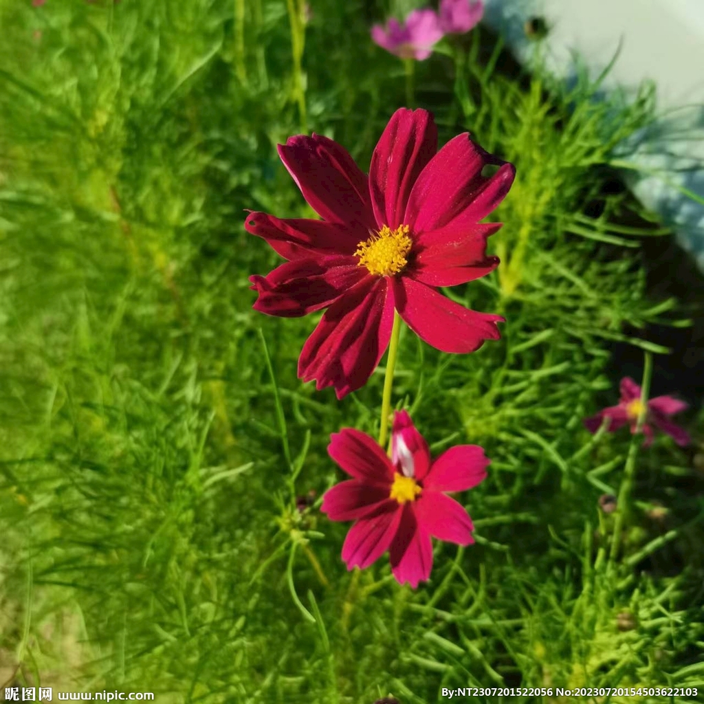 花