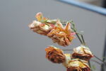 玫瑰花干花特写