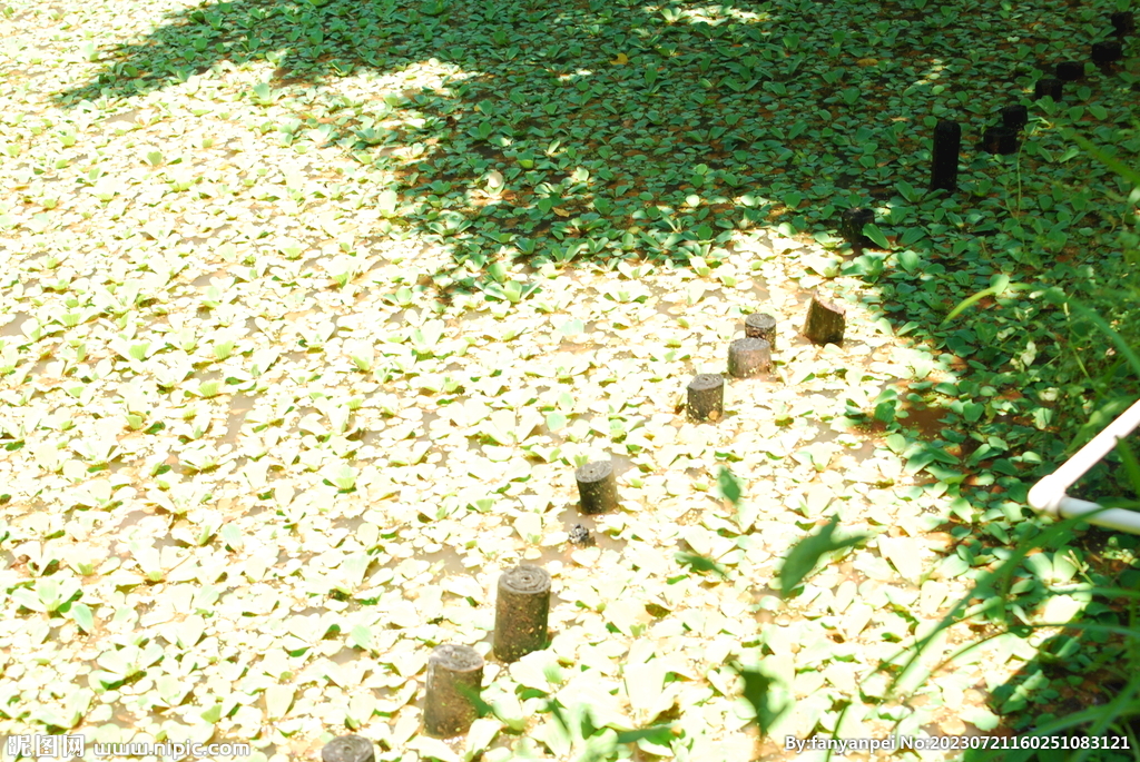 水塘绿植水浮莲