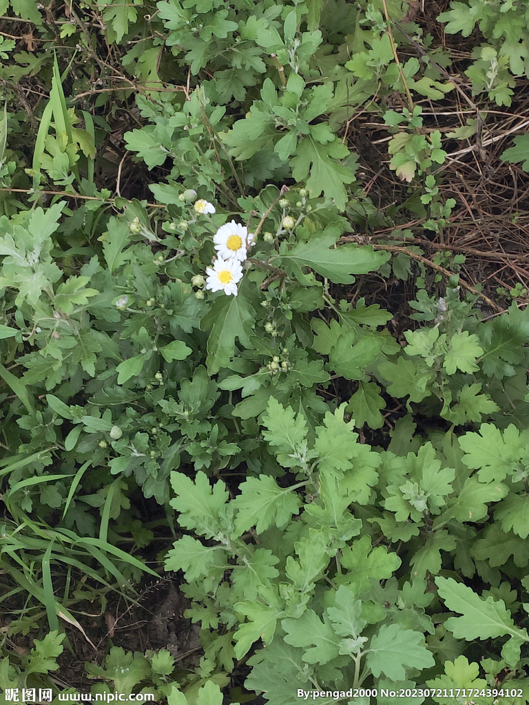 小菊花