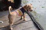 米色宠物狗在河边船上照片