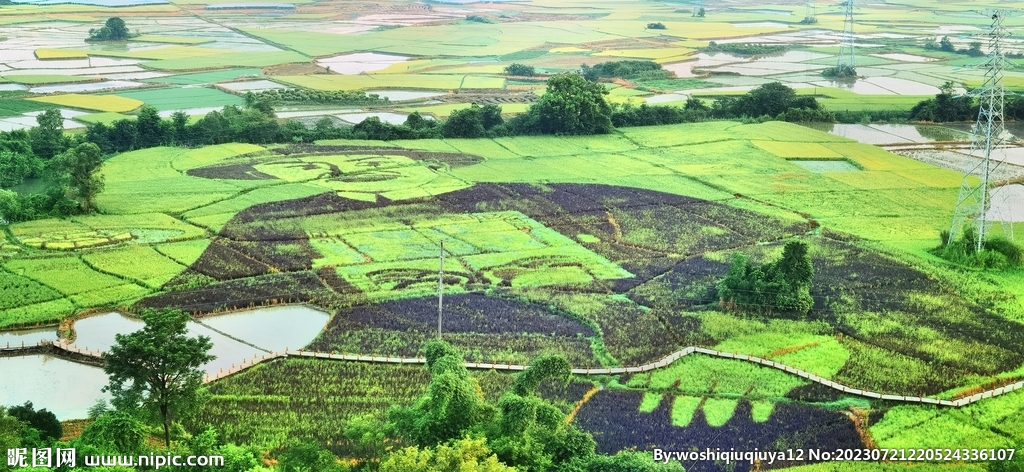 麦田 