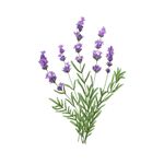 手绘花卉