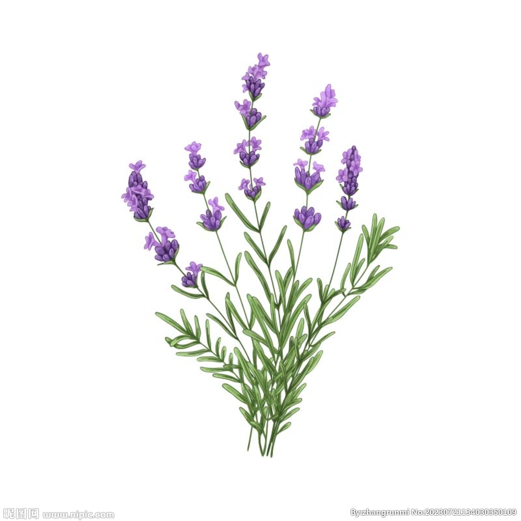手绘花卉
