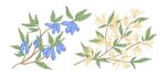 手绘花卉