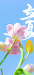 立夏海报