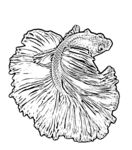 鱼