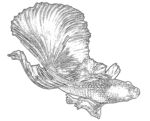鱼纹