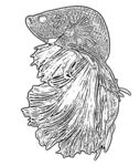 鱼