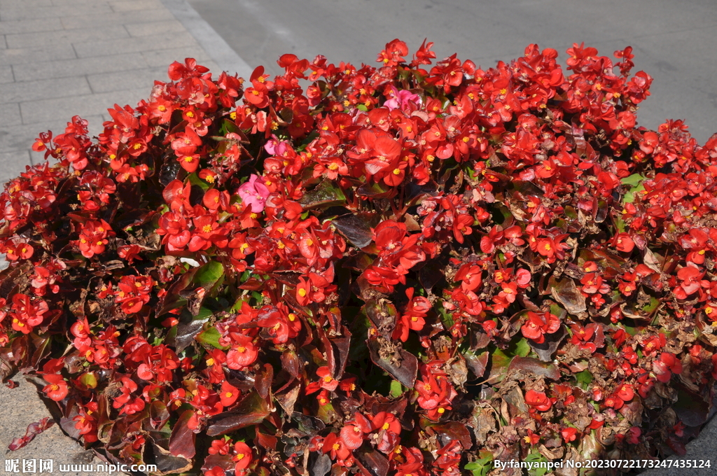 路边花坛植物一串红