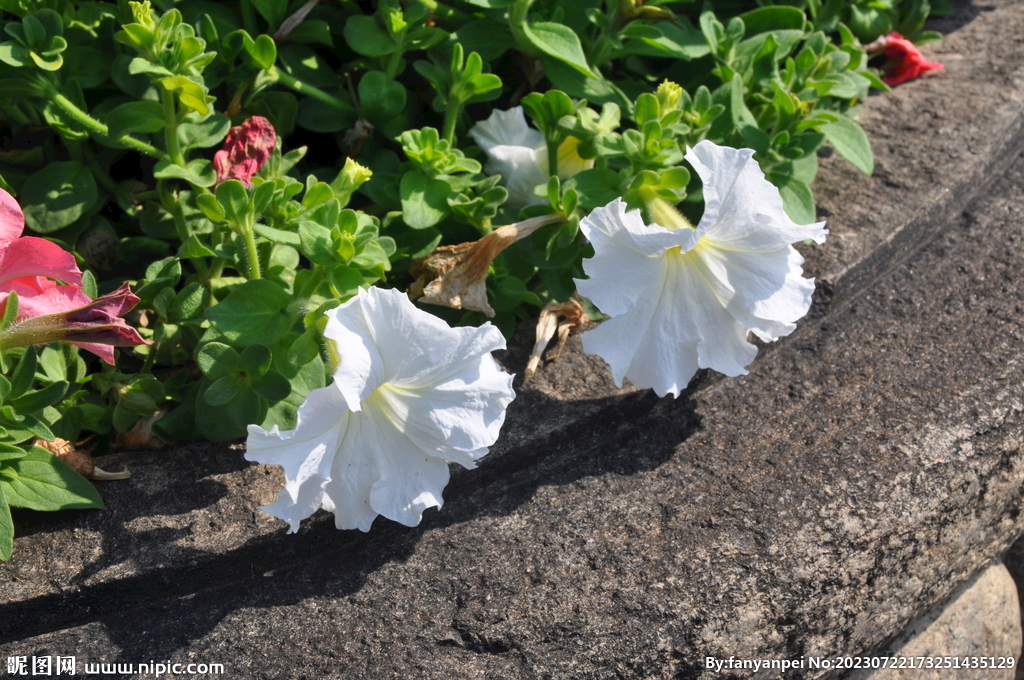 芙蓉花