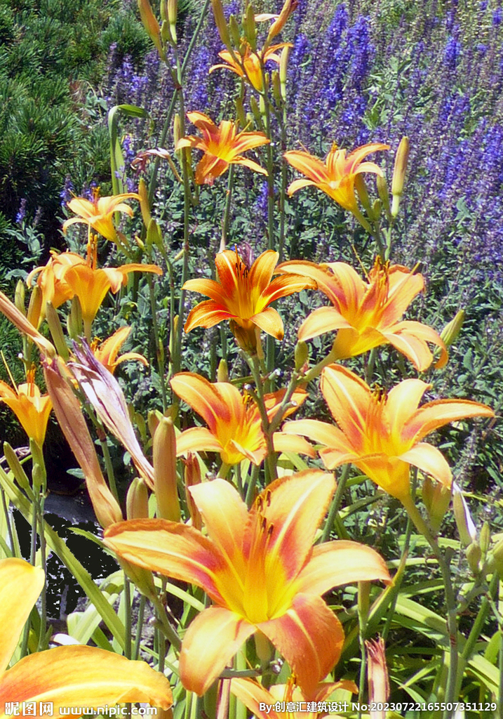百合花