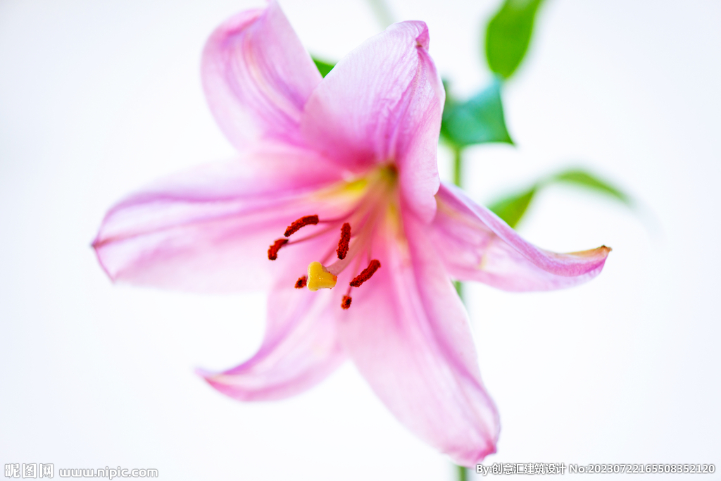 百合花