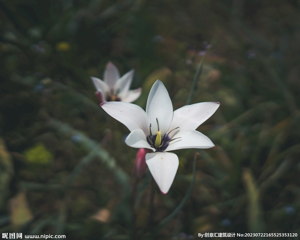 百合花