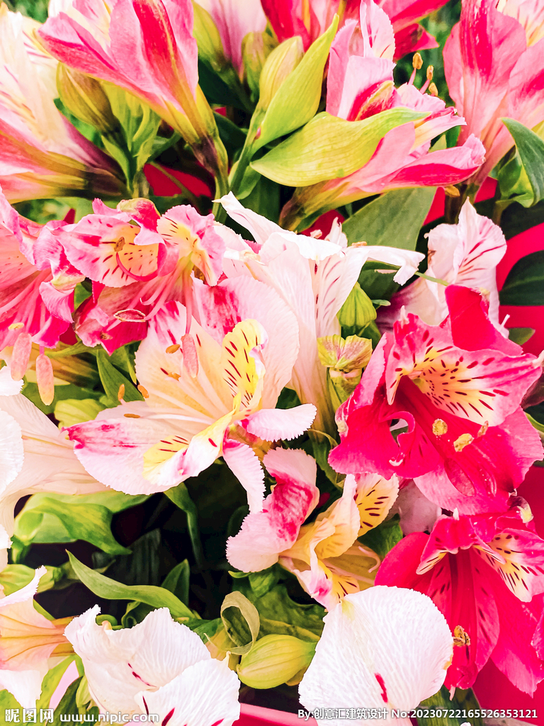 百合花