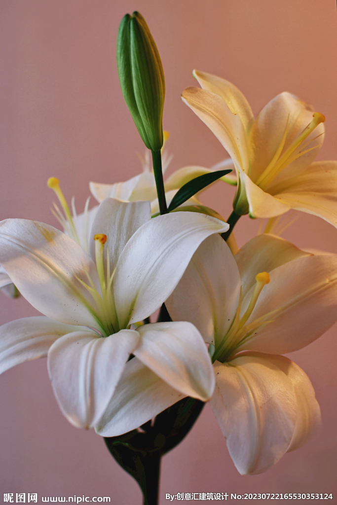 百合花
