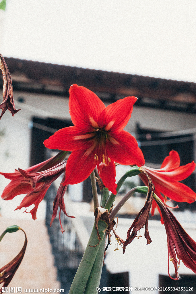 百合花