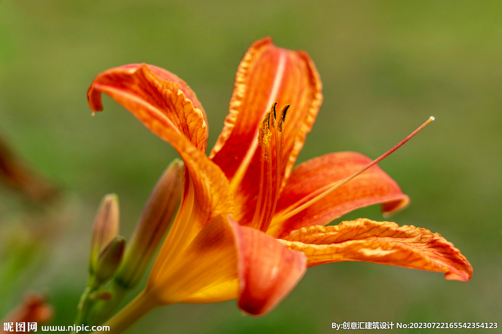 百合花