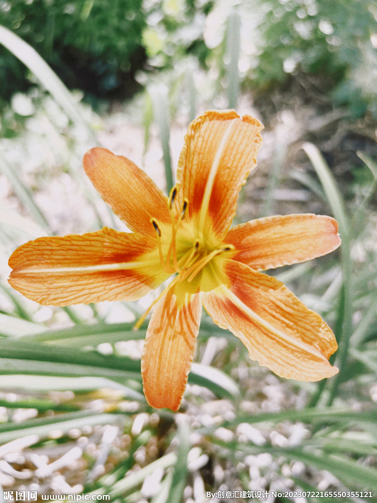 百合花