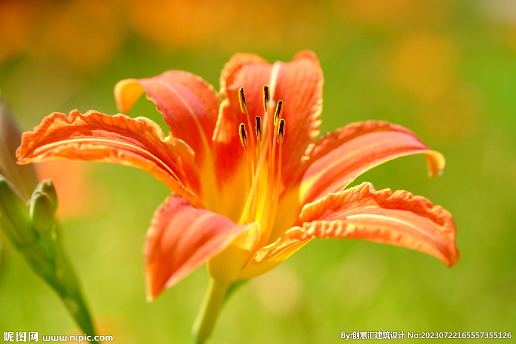 百合花