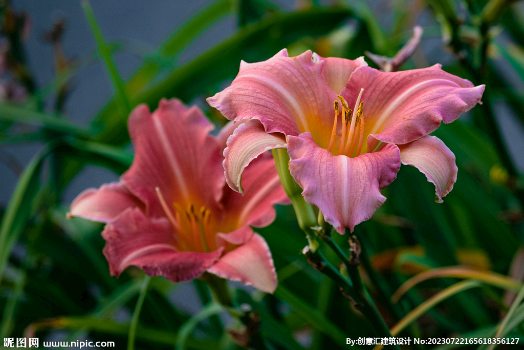 百合花