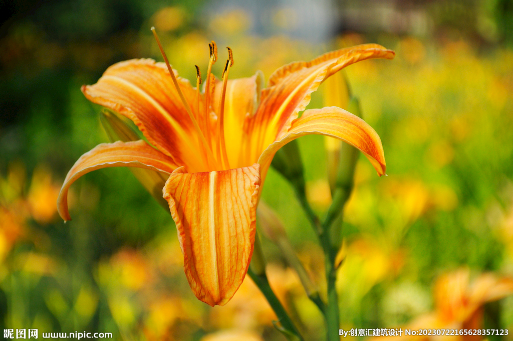 百合花