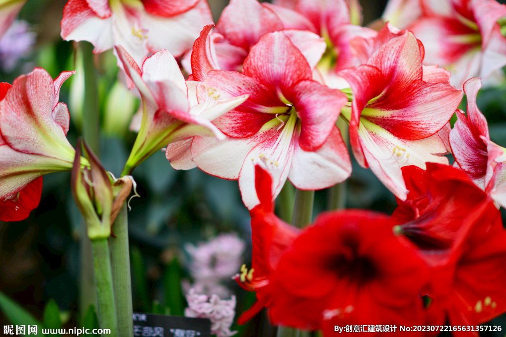 百合花