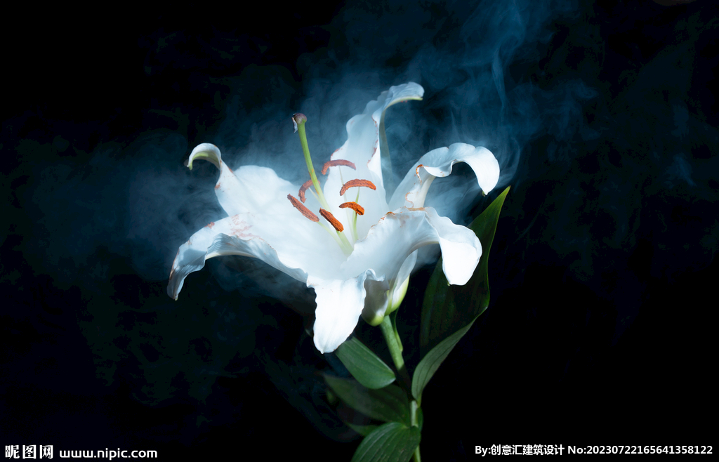 百合花