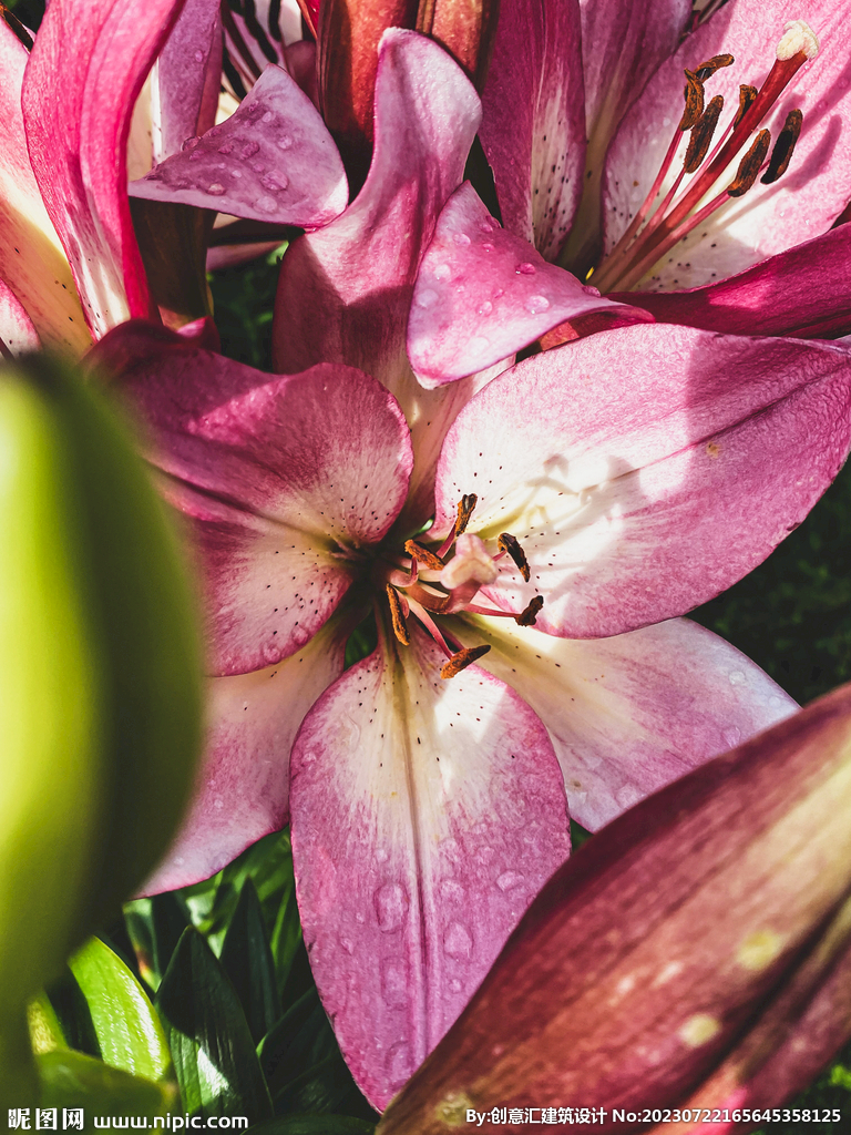 百合花