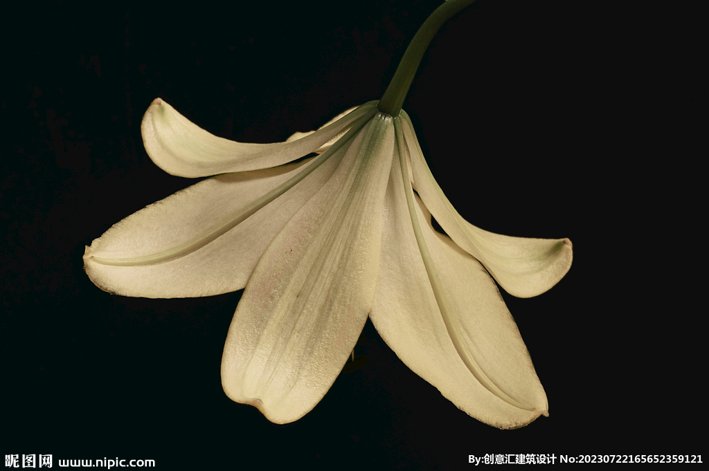 百合花
