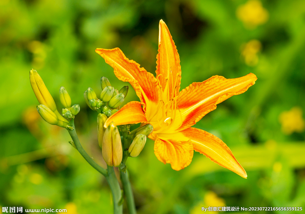 百合花