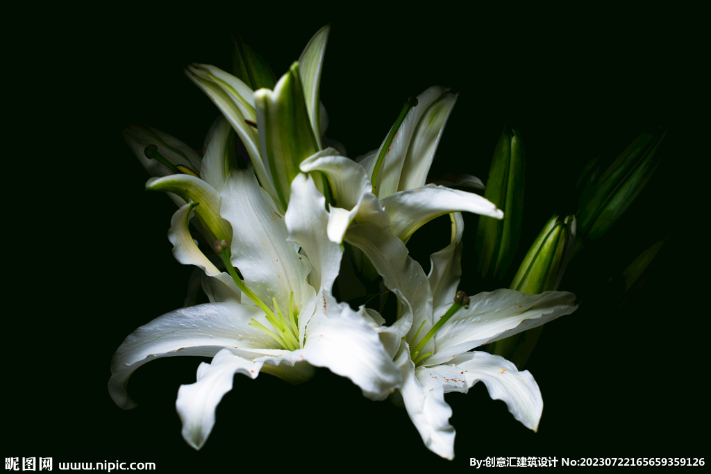 百合花