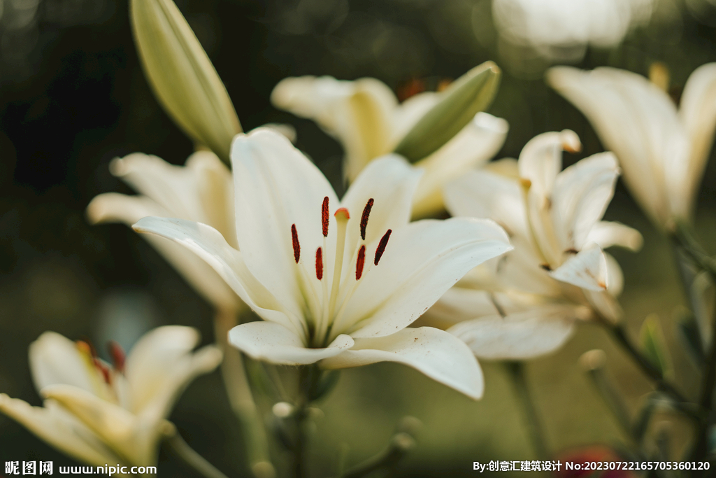 百合花