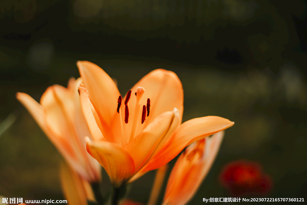 百合花