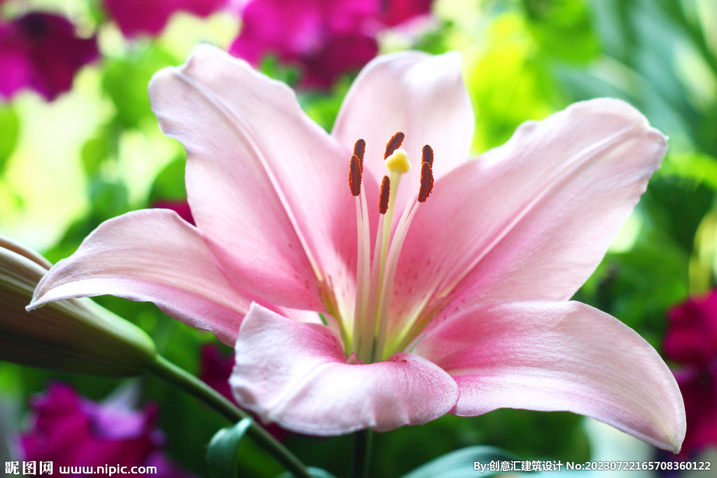 百合花