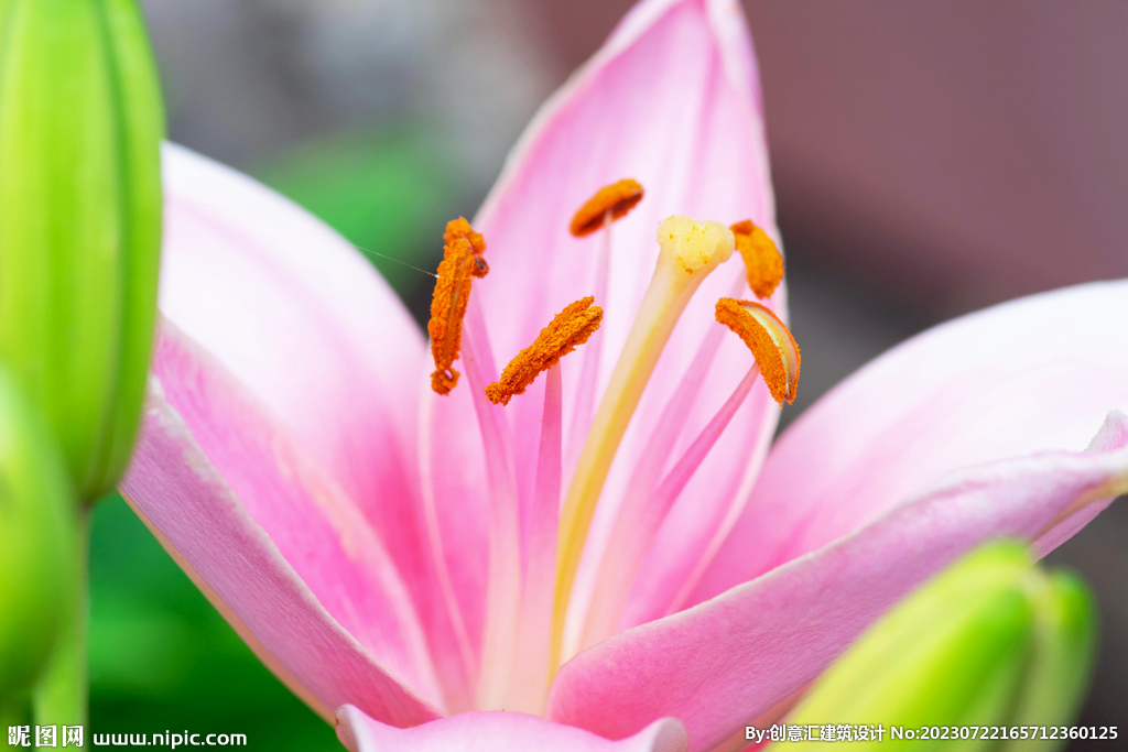 百合花