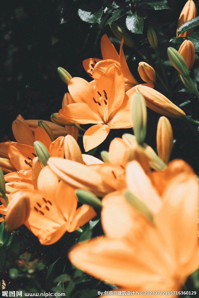 百合花