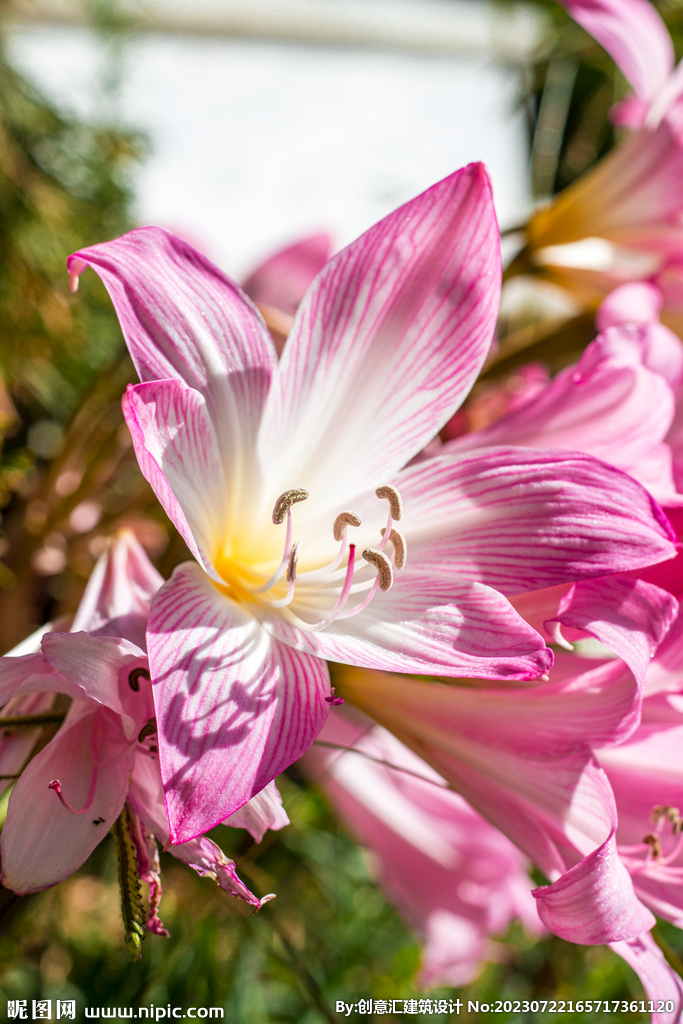 百合花