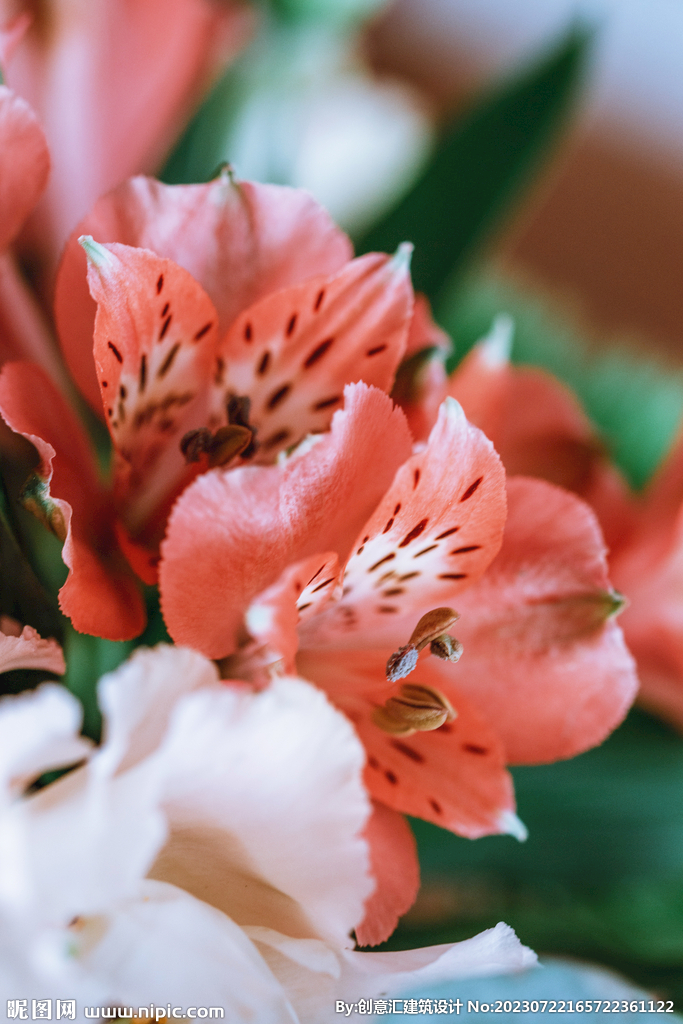 百合花