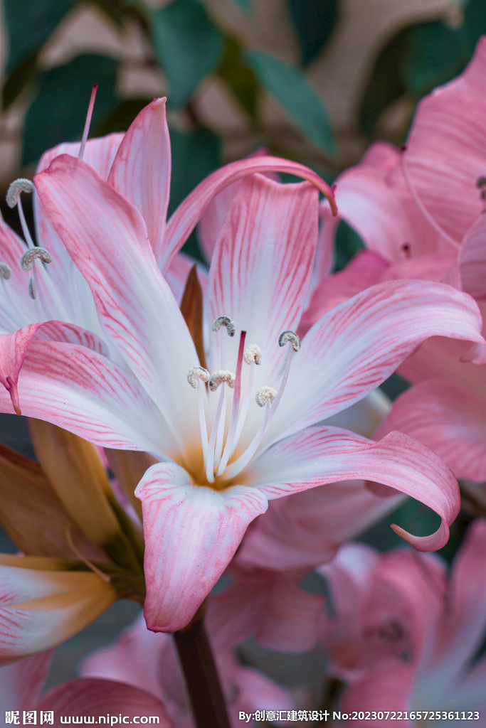 百合花