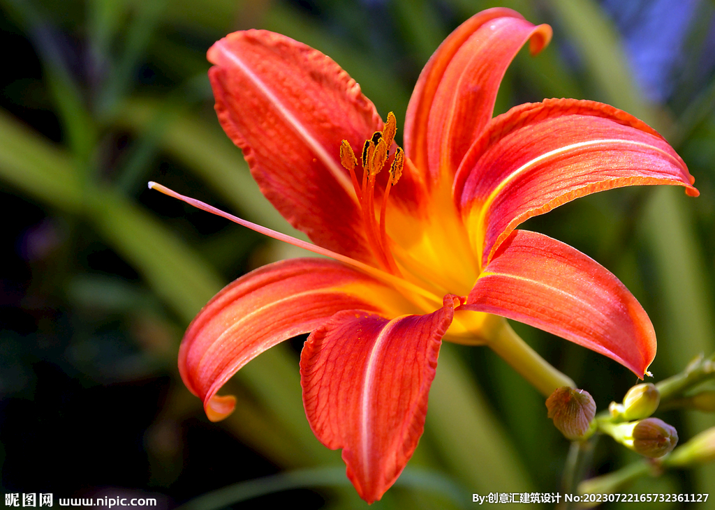 百合花