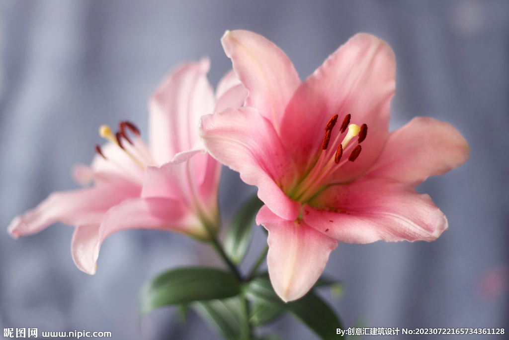百合花