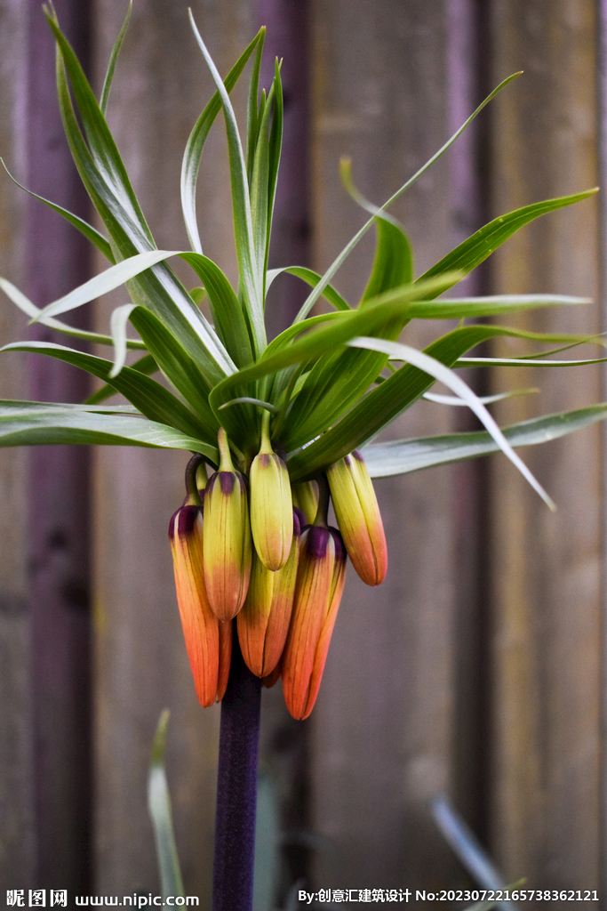 百合花