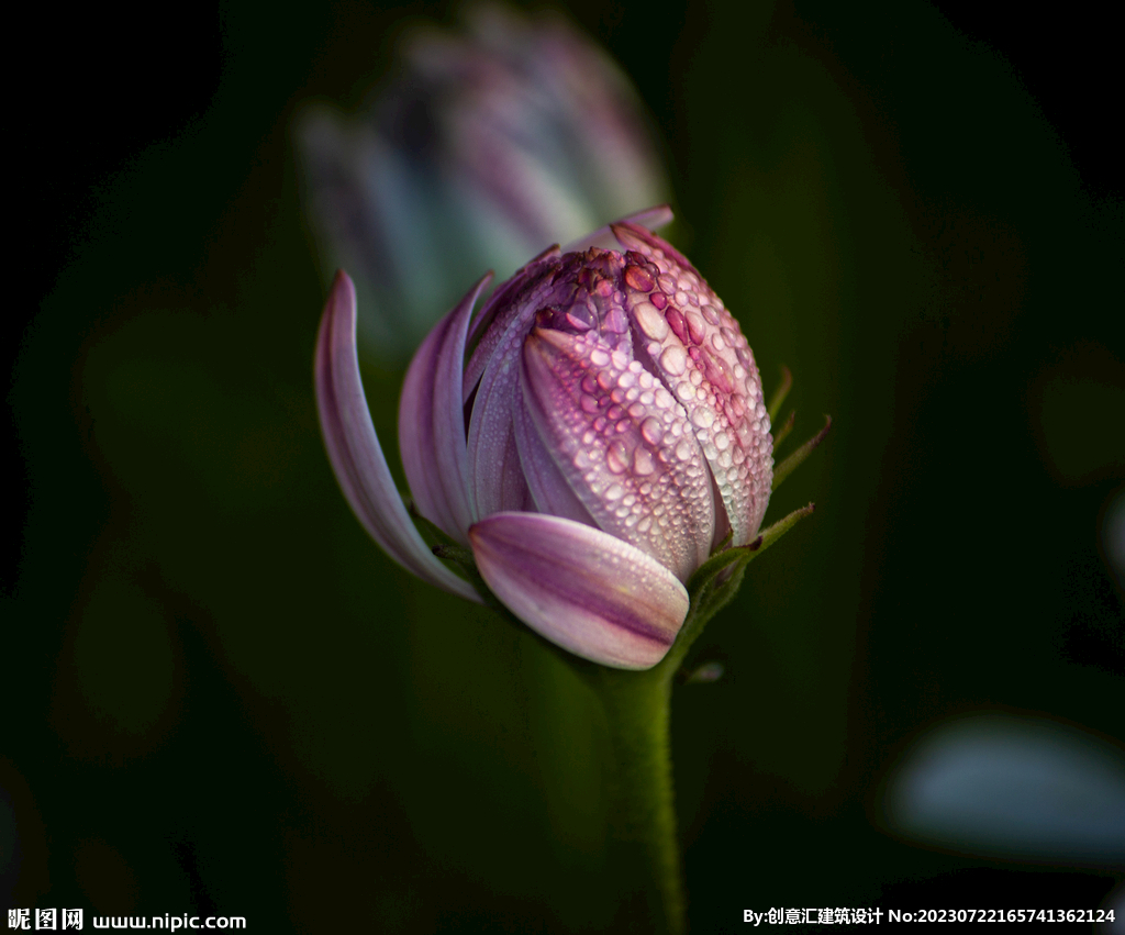 百合花