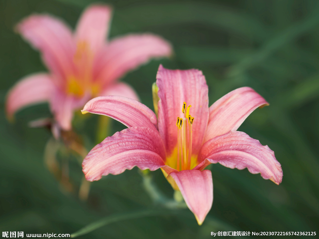 百合花